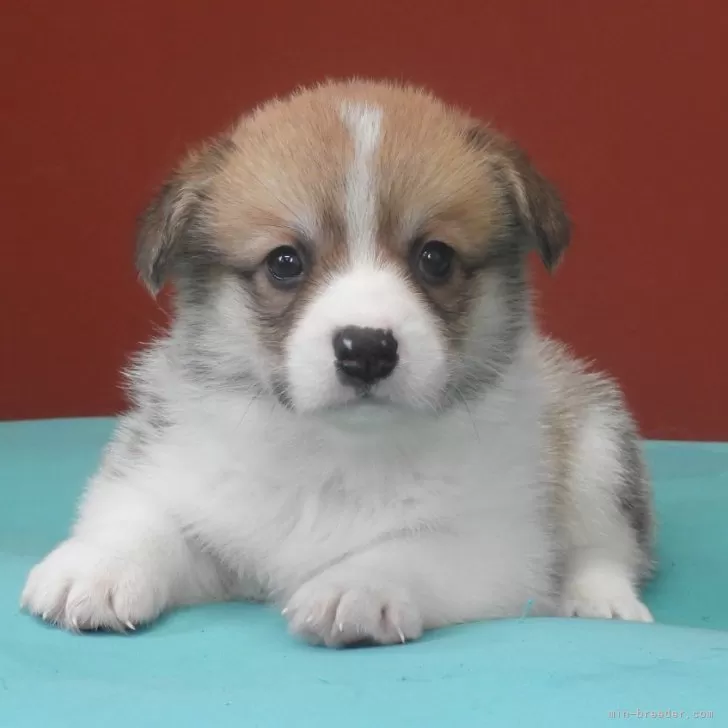 ID：2407-04095の子犬