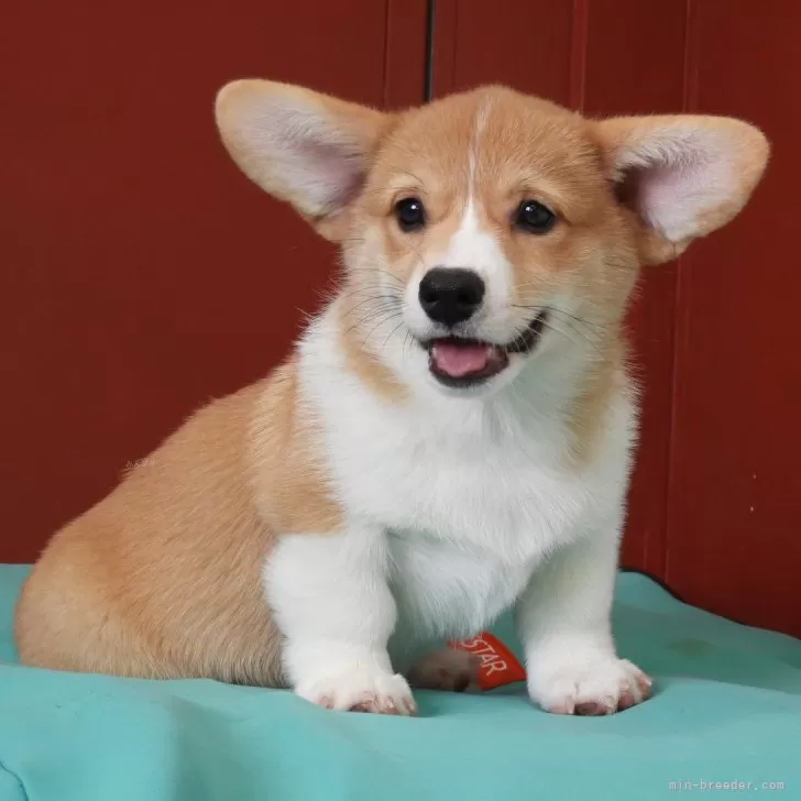 ID:2404-01466の子犬