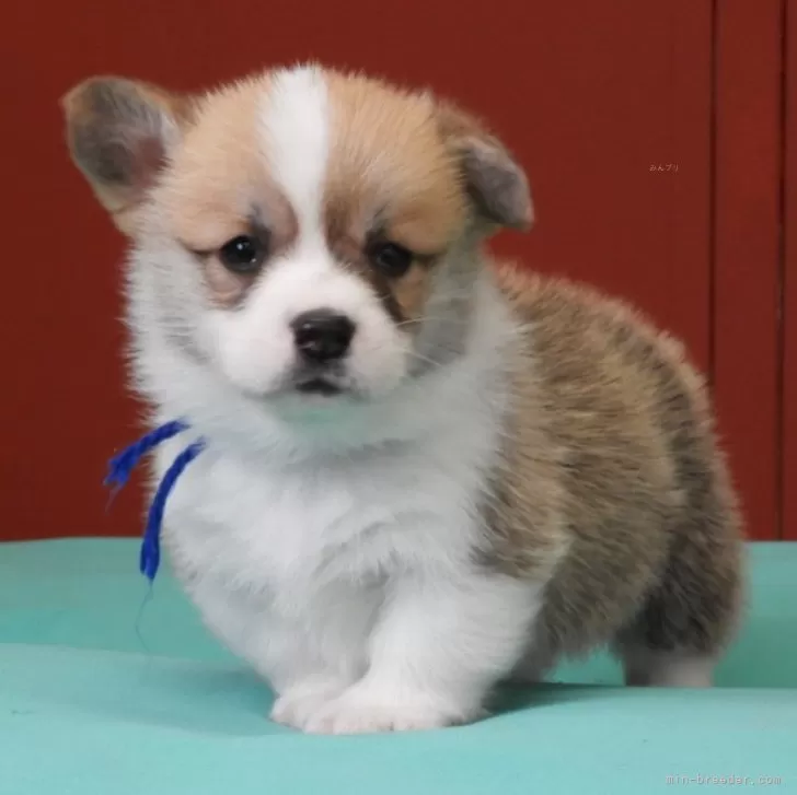 ID：2402-01345の子犬