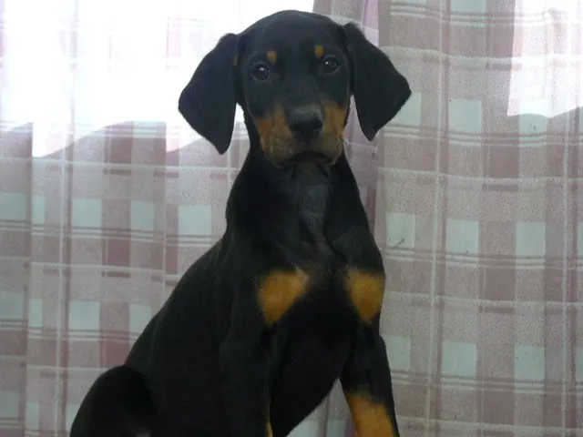 ID：1012-00057の子犬