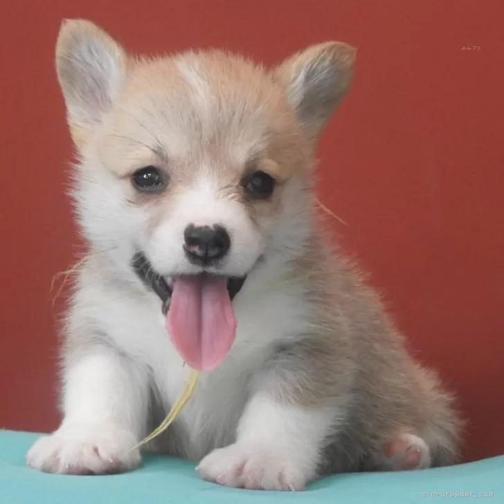 natsupee 様のお迎えした子犬