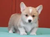 ウェルシュ・コーギー・ペンブローク【静岡県・男の子・2023年10月1日・レッド&ホワイト】の写真3