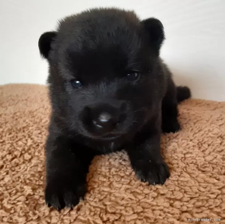 ID:2412-00757の子犬