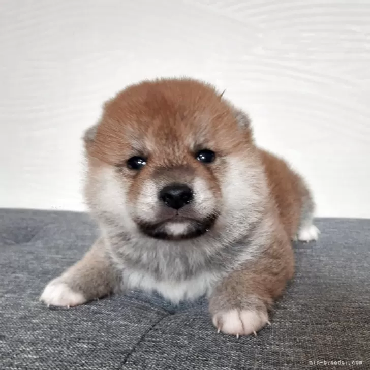 柴犬(標準サイズ)【宮城県・男の子・2025年10月7日・赤毛】の写真1