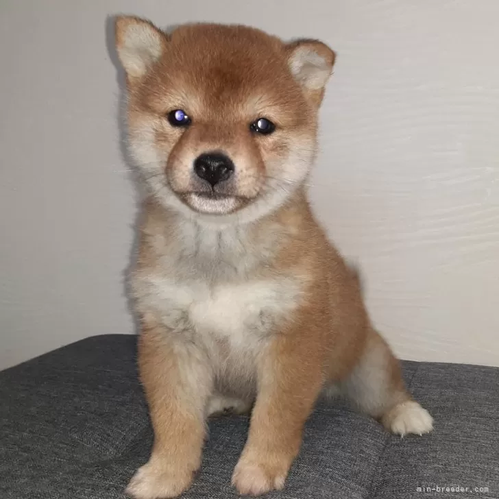 ID:2412-05083の子犬