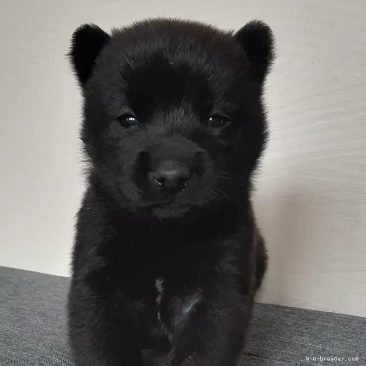 ID:2412-01696の子犬