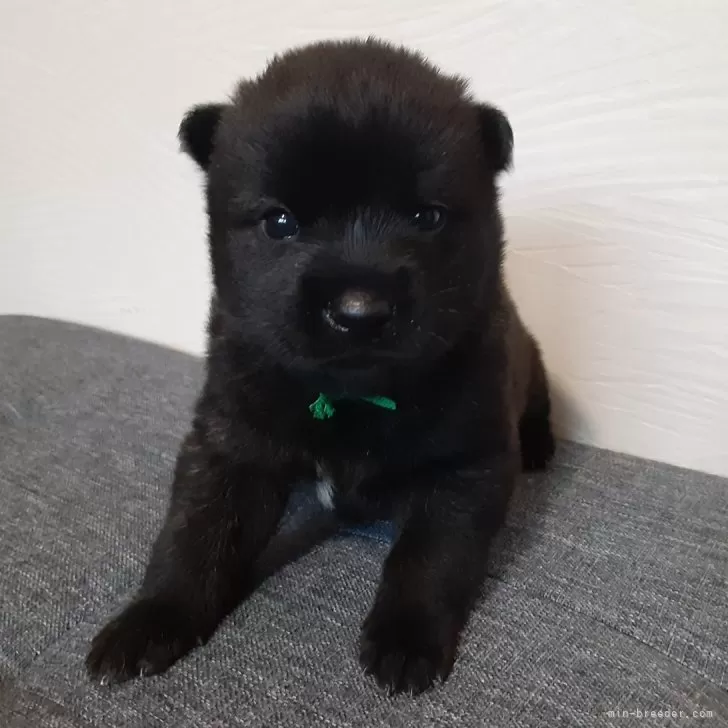 ID:2412-00602の子犬