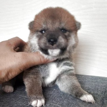 柴犬(標準サイズ)【宮城県・女の子・2025年8月30日・赤毛】の写真「可愛い女の子🐶」