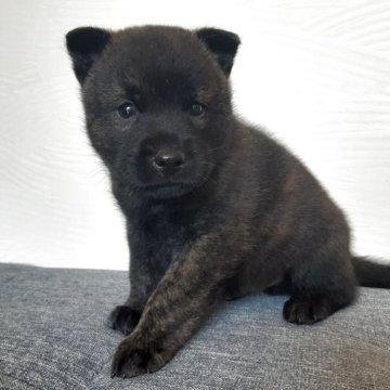 甲斐犬【宮城県・男の子・2025年8月24日・中虎毛】の写真「可愛いワンちゃん🐶」