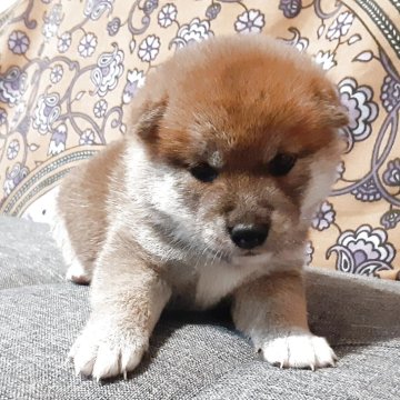 柴犬(標準サイズ)【宮城県・女の子・2025年8月30日・赤毛】の写真「可愛い女の子🐶」