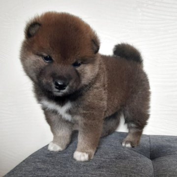 柴犬(標準サイズ)【宮城県・男の子・2025年4月23日・赤毛】の写真「おっとりした男の子🐶」