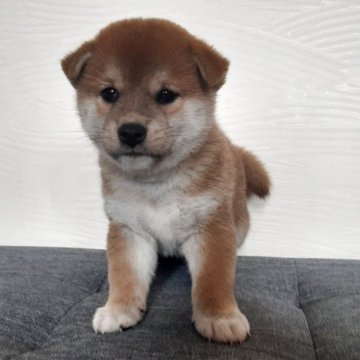 柴犬(標準サイズ)【宮城県・女の子・2025年8月30日・赤毛】の写真「可愛い女の子🐶」