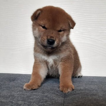 柴犬(標準サイズ)【宮城県・男の子・2025年8月30日・赤毛】の写真「可愛い男の子🐶」
