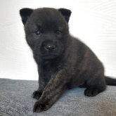 甲斐犬