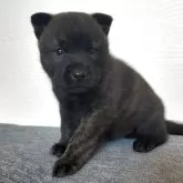 甲斐犬