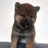 柴犬(標準サイズ)