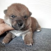 柴犬(標準サイズ)