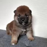 柴犬(標準サイズ)