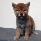 柴犬(標準サイズ)