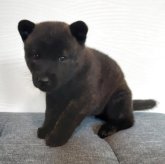 甲斐犬