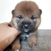 柴犬(標準サイズ)