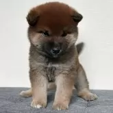 柴犬(標準サイズ)