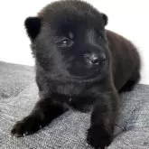 甲斐犬