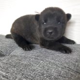 甲斐犬