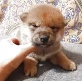 柴犬(標準サイズ)