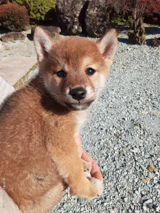 M.H 様のお迎えした子犬