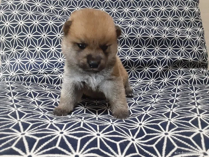 ID：2108-04278の子犬