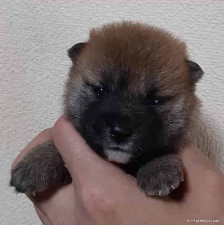 ID:2405-04273の子犬