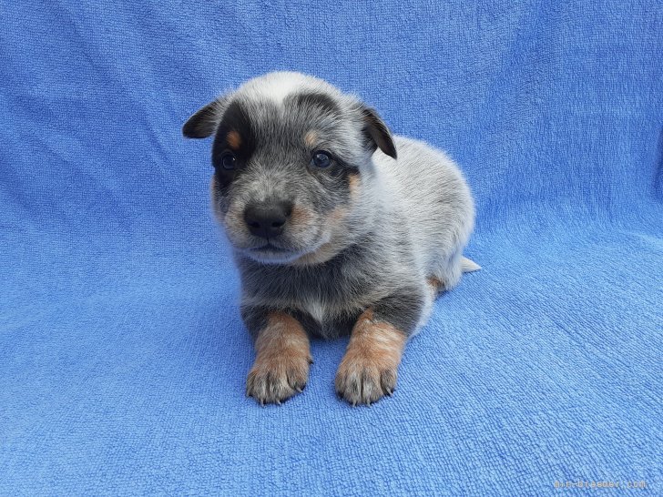オーストラリアン キャトル ドッグ 宮城県 男の子 21年9月1日 ブルー 父犬はオーストラリアチャンピオン犬です みんなのブリーダー 子犬id 2109 オーストラリアン キャトル ドッグ 宮城県 男の子 21年9月1日 ブルー 父犬はオーストラリアチャンピオン犬です みんなのブリーダー 子犬id 2109