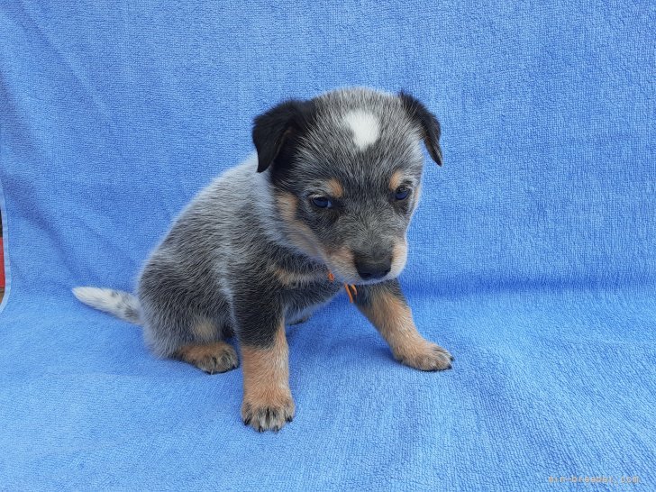 オーストラリアン キャトル ドッグ 宮城県 女の子 21年9月1日 ブルー 綺麗なカラーが出てきました みんなのブリーダー 子犬id 2109 オーストラリアン キャトル ドッグ 宮城県 女の子 21年9月1日 ブルー 綺麗なカラーが出てきました みんなのブリーダー 子犬id 2109