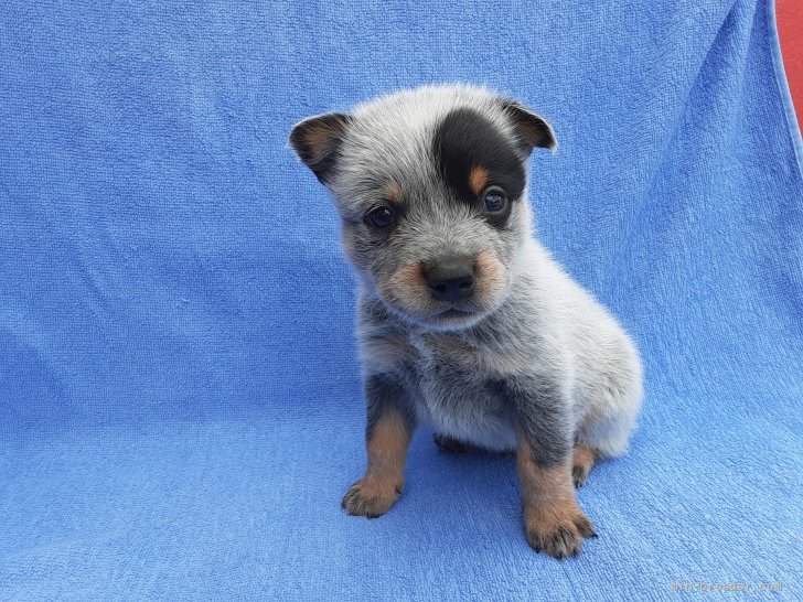 オーストラリアン キャトル ドッグ 宮城県 男の子 21年9月1日 ブルー 可愛い子犬です みんなのブリーダー 子犬id 2109 オーストラリアン キャトル ドッグ 宮城県 男の子 21年9月1日 ブルー 可愛い子犬です みんなのブリーダー 子犬id 2109