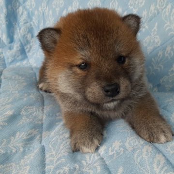 柴犬(標準サイズ)【宮城県・男の子・2023年1月21日・赤毛】の写真「大人しい男の子🐶」