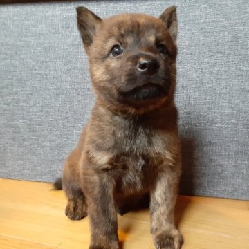 甲斐犬【宮城県・男の子・2023年8月11日・赤虎毛】の写真「穏やかな子です」