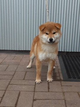 柴犬(標準サイズ)【宮城県・男の子・2019年7月10日・赤】の写真「イケメンの甘えん坊です。」