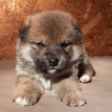 柴犬(標準サイズ)【宮城県・男の子・2024年1月15日・赤毛】の写真「毛色も良く、穏やかな男の子です」