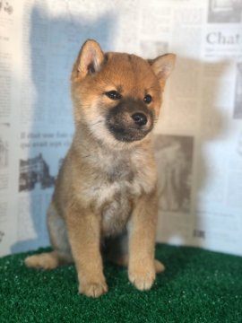 柴犬(豆柴)【宮城県・男の子・2019年9月8日・赤毛】の写真「とにかく可愛い顔立ちです」