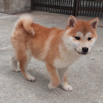 柴犬(標準サイズ)【宮城県・女の子・2023年1月3日・赤毛】の写真「大人しい女の子🐶」