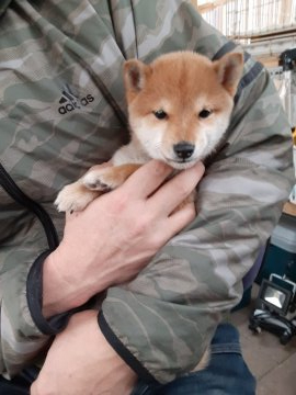 柴犬(豆柴)【宮城県・男の子・2019年9月14日・赤毛】の写真「両親共に豆柴認定犬です」