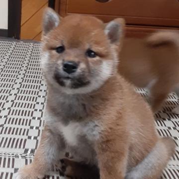 柴犬(標準サイズ)【宮城県・男の子・2022年6月12日・赤毛】の写真「質の高い子犬です‼️」