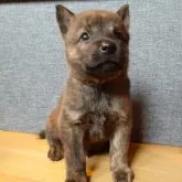 甲斐犬【宮城県・男の子・2023年8月11日・赤虎毛】の写真1「9月15日撮影」