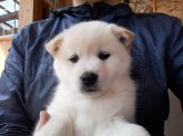 紀州犬