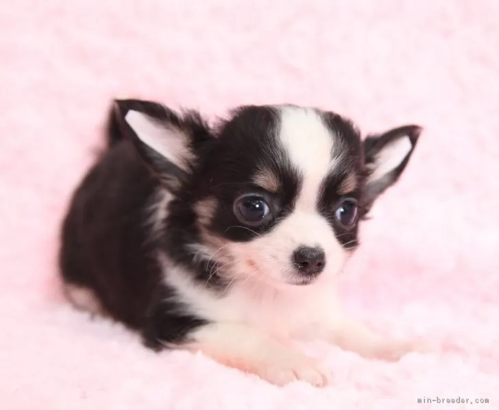 たんぽぽ 様のお迎えした子犬