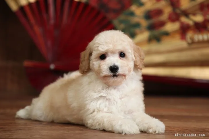 ID:1801-00378の子犬