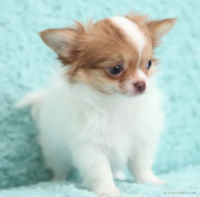 ID：1611-02061の子犬