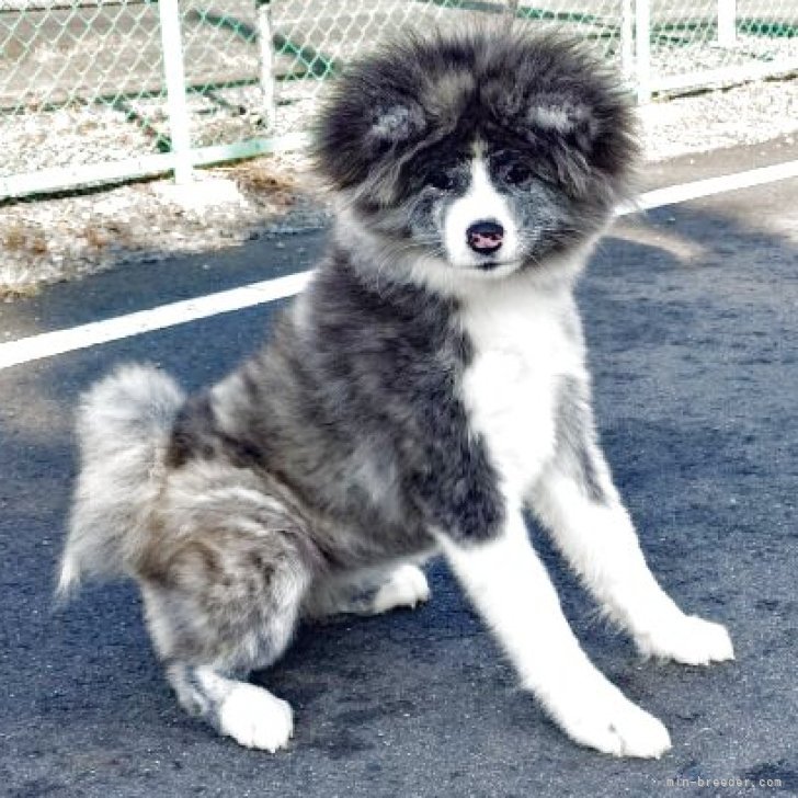 秋田犬【茨城県・女の子・2025年8月5日・虎(長毛)】ふわふわモコモコで