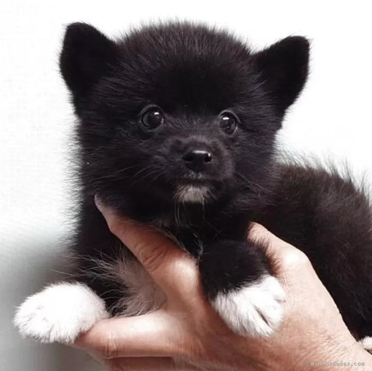 K.K 様のお迎えした子犬